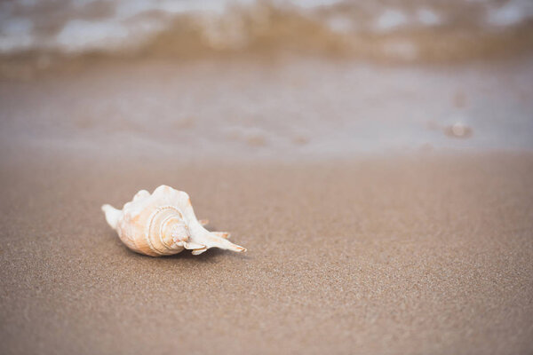seashell on sandy beach