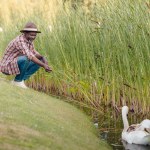 Afro-americano homem alimentando cisne