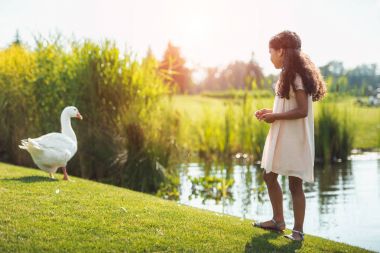 girl feeding goose near lake clipart