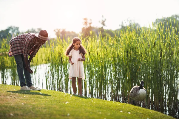 Granddaughter and grandfather feeding goose — Free Stock Photo
