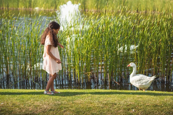 Дівчина годує гусака біля озера — стокове фото