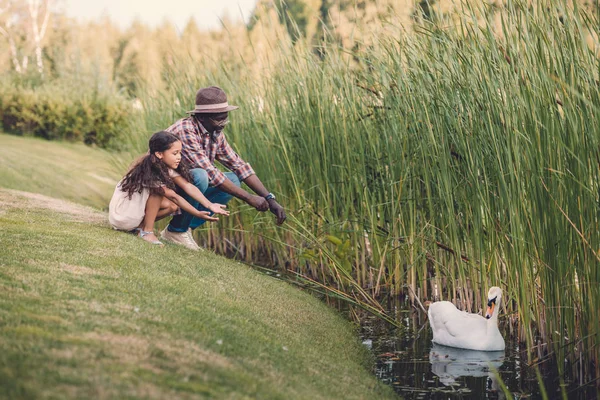 Granddaughter and grandfather feeding swan — Stock Photo, Image