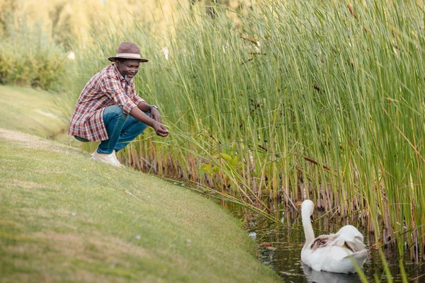 African american man feeding swan — Free Stock Photo