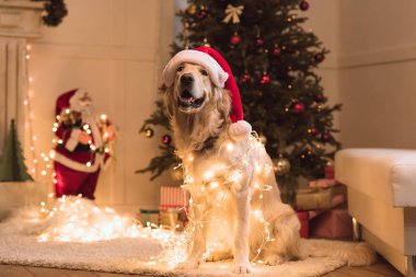 köpek Noel Baba şapkası 