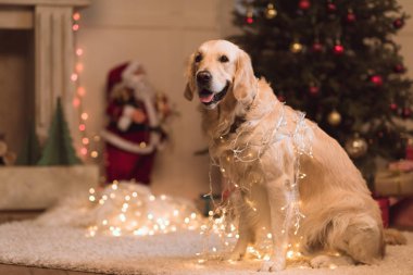 Golden retriever köpek çelenk içinde