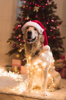 köpek Noel Baba şapkası 