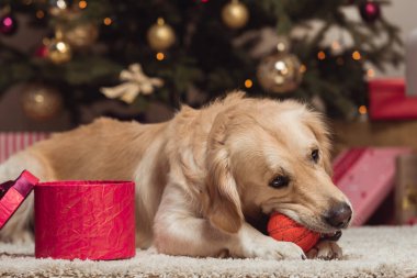 golden retriever dog at christmas eve clipart