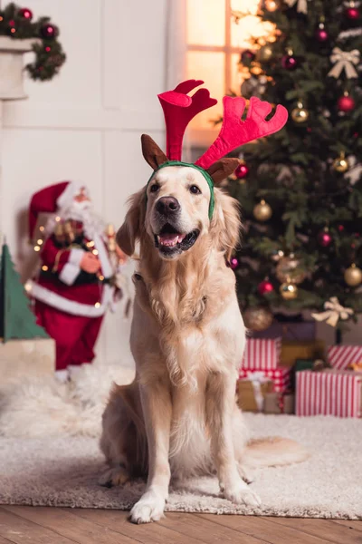 Golden Retriever Hund im Geweih — Stockfoto