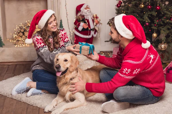 İki Noel Baba şapkaları ile köpek içinde