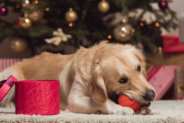 golden retriever dog at christmas eve