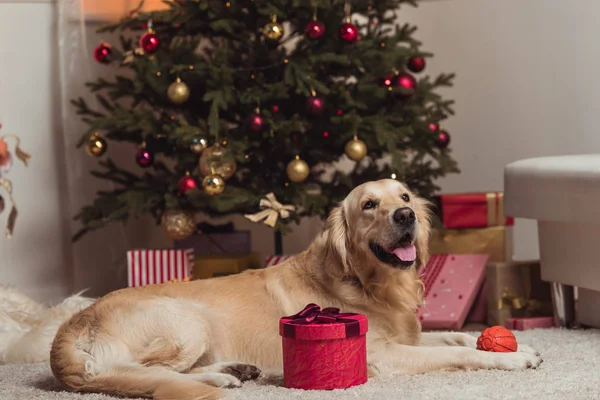 Zlatý retrívr pes na Štědrý den — Stock fotografie