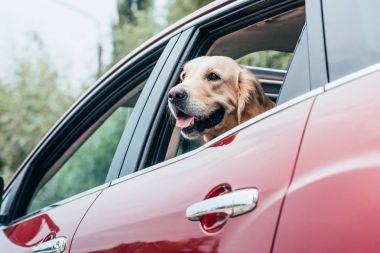 Araba pencereden bakan köpek