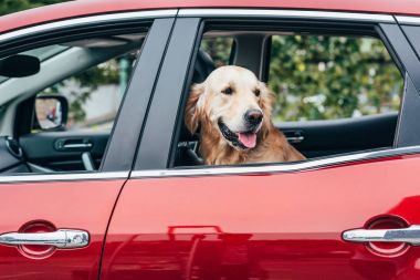 Araba pencereden bakan köpek