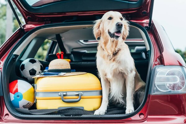 собака сидит в багажнике автомобиля с багажом
