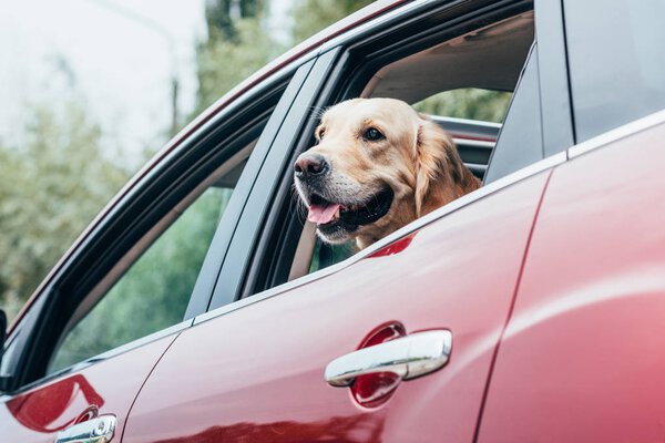 dog looking out of car window