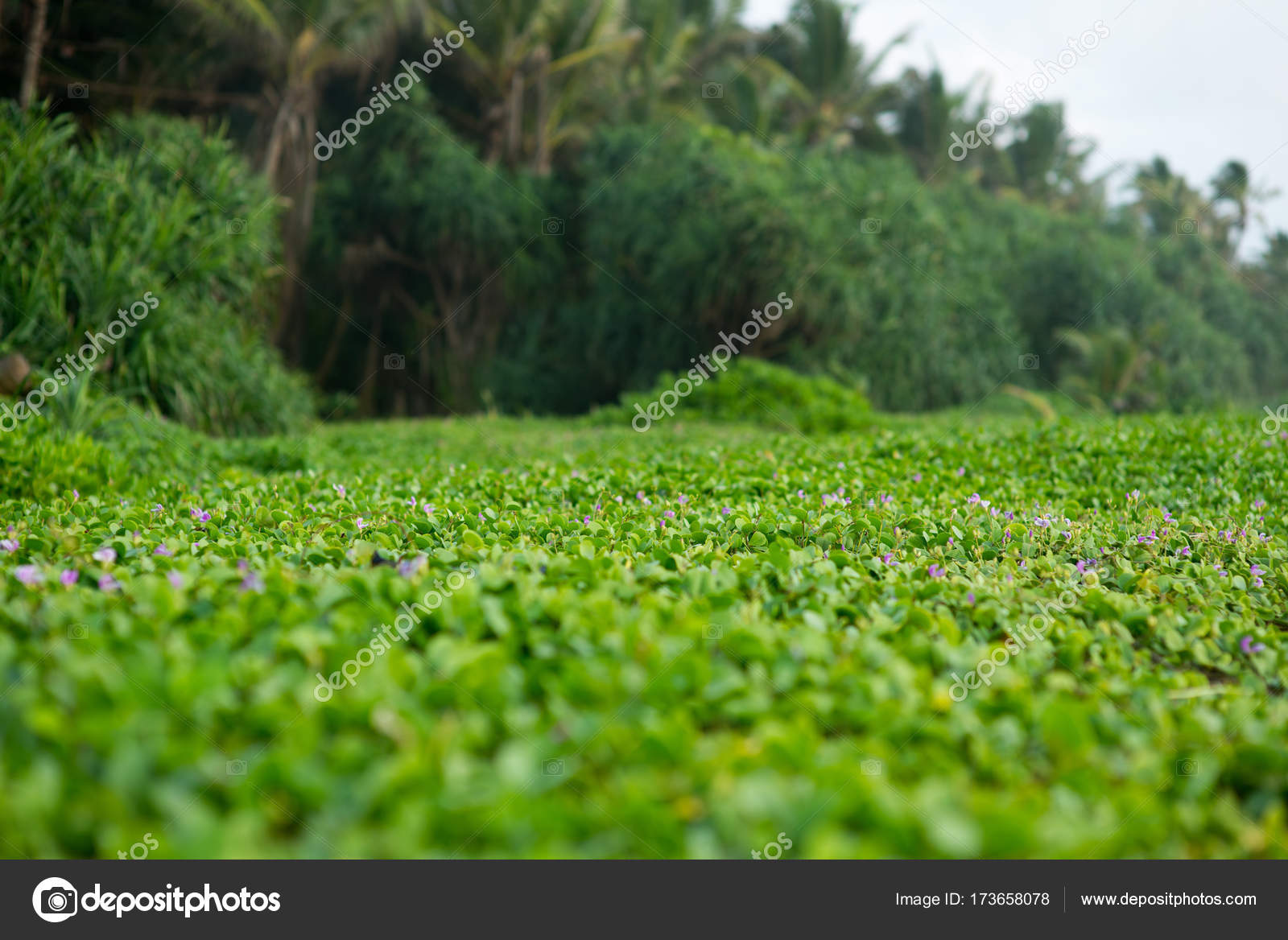 Water plants at rainforest Stock Photo by ©alebloshka 173658078