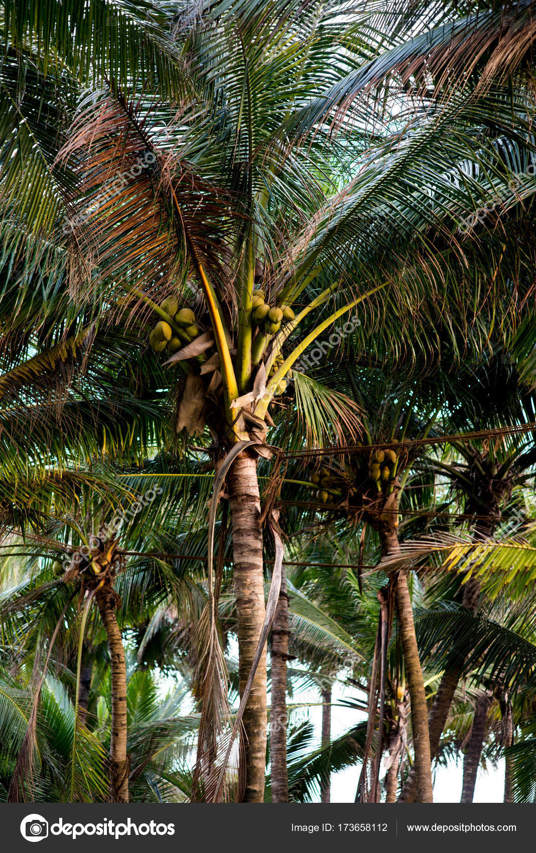 Palm trees with coconuts — Stock Photo © alebloshka 173658112