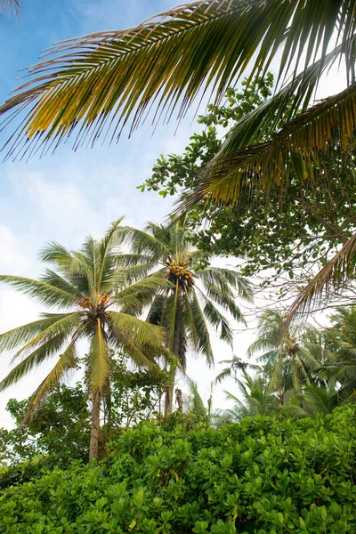 Regenwoud met coconut palmbomen — Stockfoto