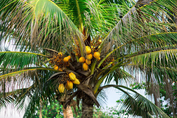 coconuts on palm tree