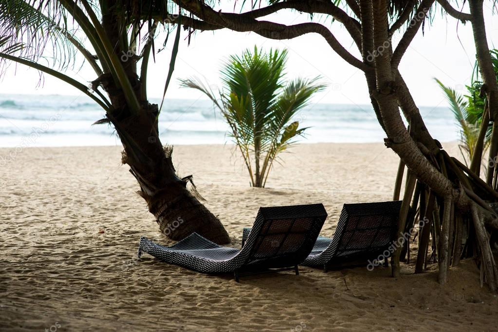 sunbeds under tropical trees