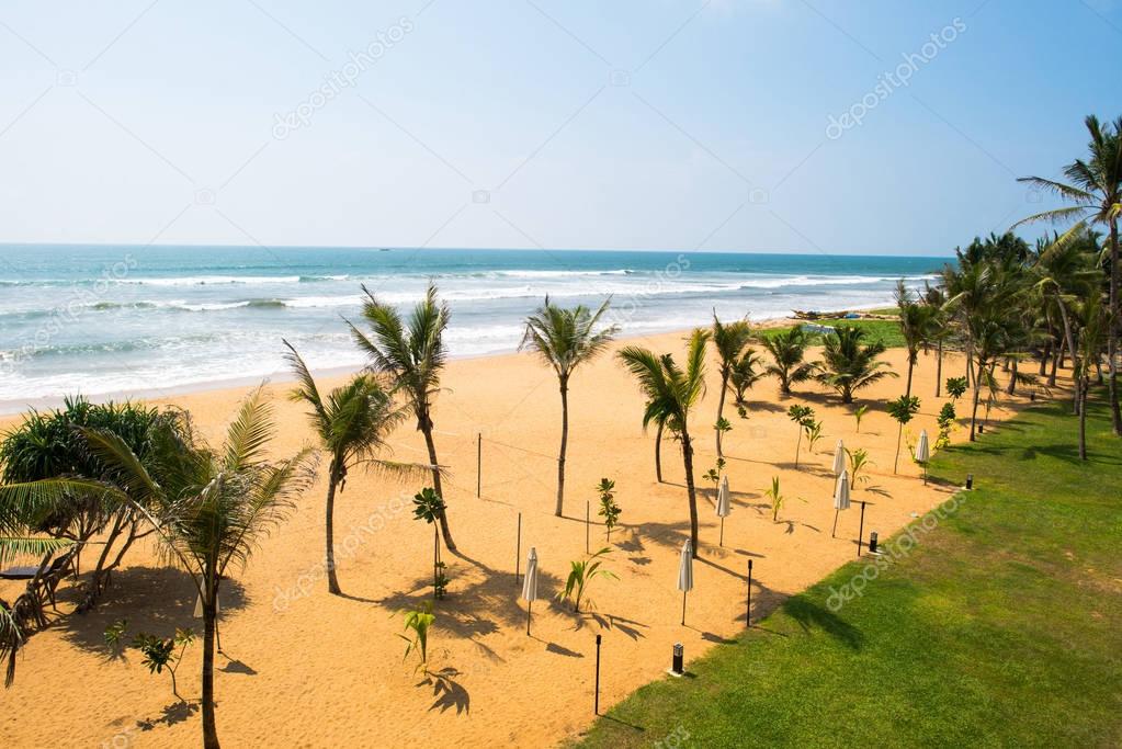 seashore with palm trees