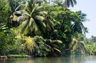 tropical trees over river clipart