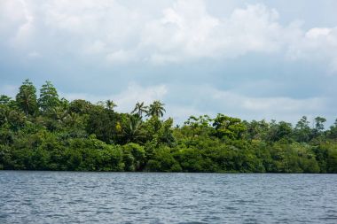 rainforest over river bank clipart