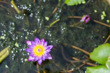 water lily