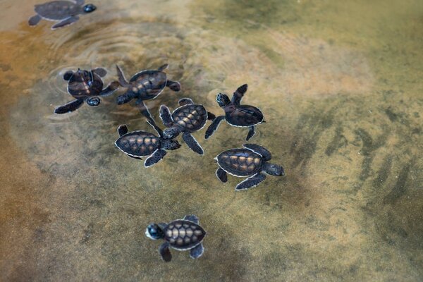 little sea turtles