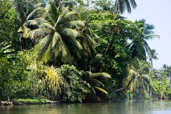 tropical trees over river