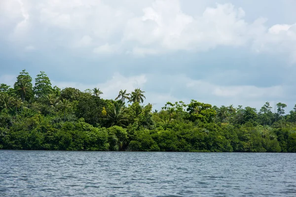 Forêt tropicale sur la rive — Photo