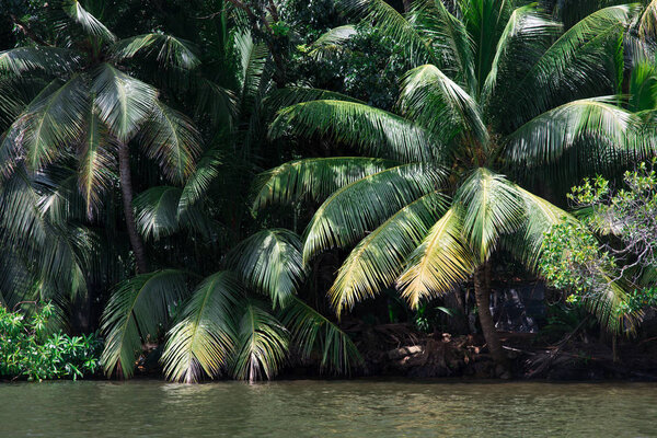 palms over river