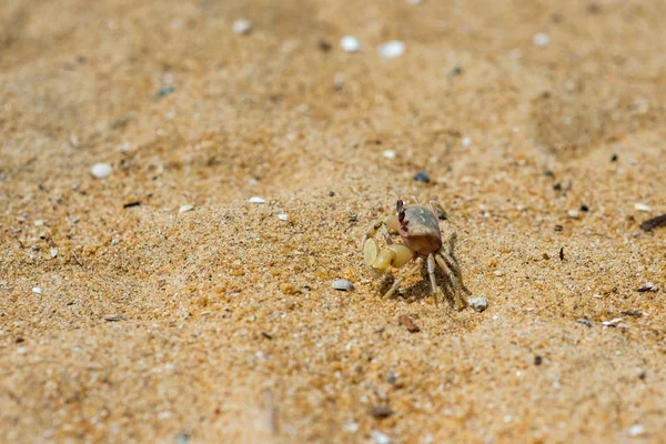 Krab — Stockfoto