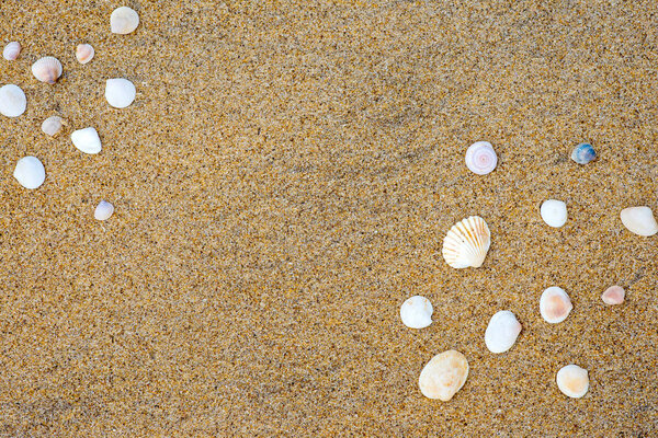 Ракушки на песчаном пляже
