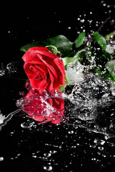 Rosa roja con gotas de agua - foto de stock