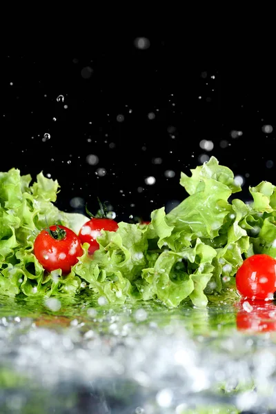 Tomates frescos y lechuga - foto de stock