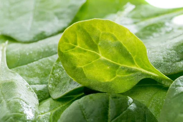 Hojas de espinacas verdes frescas - foto de stock