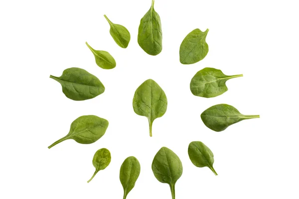Коло листя шпинату — стокове фото