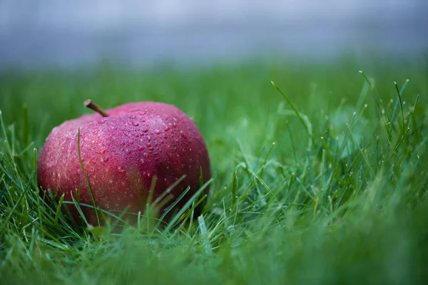 Fresh picked red apple — Stock Photo