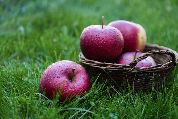 Manzanas rojas frescas recogidas - foto de stock