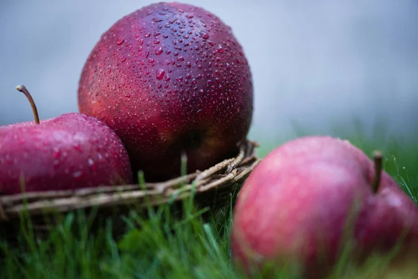 Fresh ripe apples in grass — Stock Photo