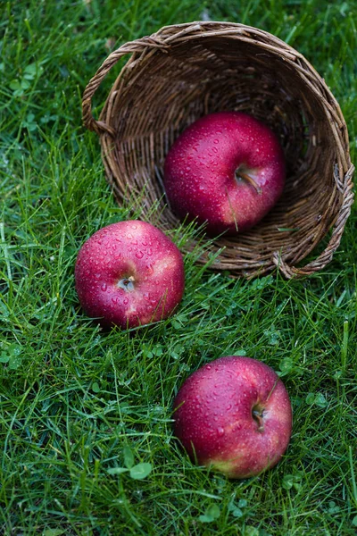 Manzanas frescas maduras en hierba - foto de stock