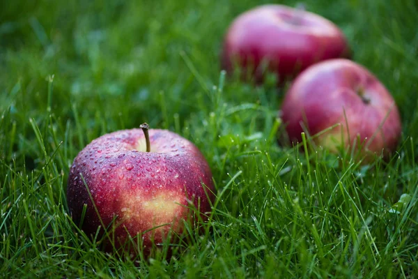 Manzanas frescas maduras en hierba - foto de stock