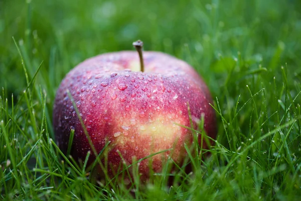 Fresh ripe apple in grass — Stock Photo