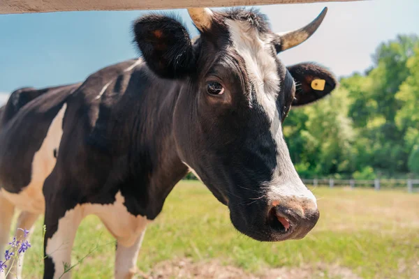 Vaca en pastos soleados - foto de stock