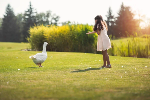 Девушка кормит гусей в парке — стоковое фото