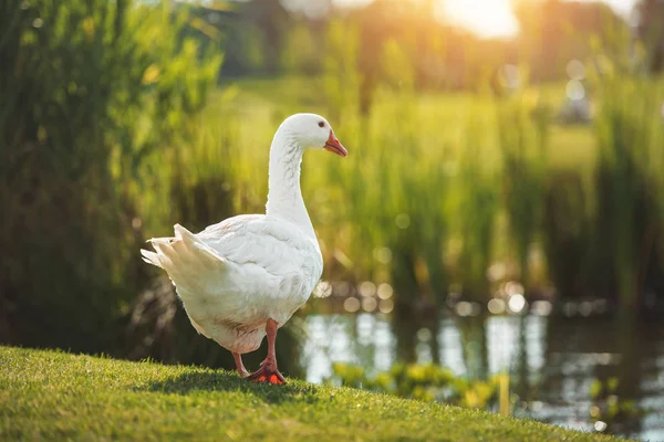 White goose near lake — Stock Photo
