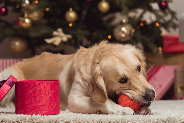 Golden retriever cão na véspera de Natal — Fotografia de Stock