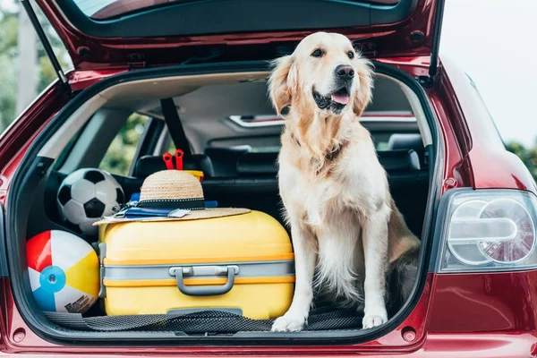 Cane seduto nel bagagliaio dell'auto con bagagli — Foto stock