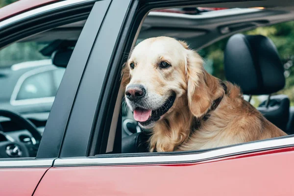 Golden retriever — Stock Photo